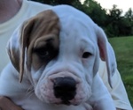 Small Photo #18 American Bulldog Puppy For Sale in MILLS RIVER, NC, USA
