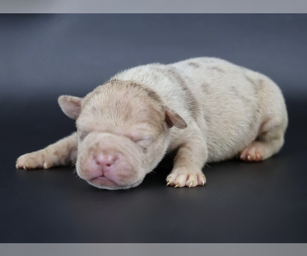 Medium Photo #1 American Bully Puppy For Sale in CHAMPAIGN, IL, USA