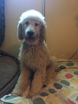 Medium Photo #1 Poodle (Standard) Puppy For Sale in CERES, CA, USA