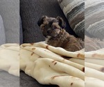 Puppy 1 Shorkie Tzu-Yorkshire Terrier Mix