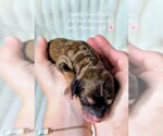 Small Bernedoodle (Miniature)