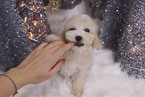 Small Photo #5 Maltipoo Puppy For Sale in LAS VEGAS, NV, USA