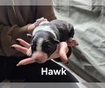 Puppy 1 Border-Aussie