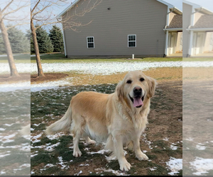Golden Retriever Puppy for sale in WESTPHALIA, MI, USA