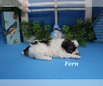 Small #11 Poodle (Toy)