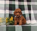 Small #1 Poodle (Miniature)