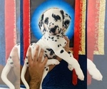 Small Dalmatian