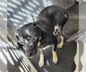 Chihuahua-Unknown Mix Dogs for adoption in San Antonio, TX, USA