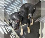 CHIQUITO - Male Chihuahua-Unknown Mix Dog for Adoption - Small photo