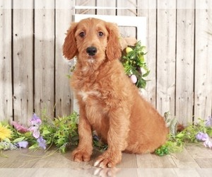 Goldendoodle Puppy for sale in MOUNT VERNON, OH, USA