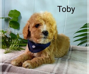 Poodle (Miniature) Puppy for sale in MILLERSBURG, IN, USA