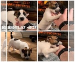 Puppy Bentley Jack Russell Terrier