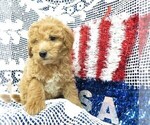 Puppy 2 Goldendoodle (Miniature)