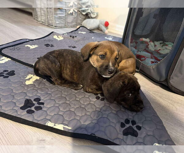 Medium Photo #4 Boxer-Unknown Mix Puppy For Sale in Tampa, FL, USA