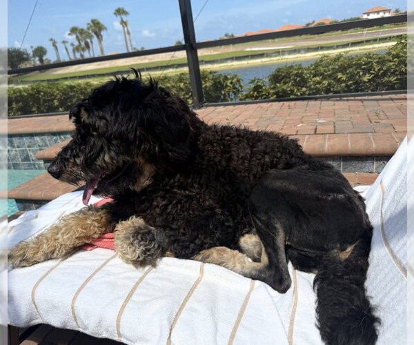 Medium Photo #5 Bernedoodle Puppy For Sale in Pacolet, SC, USA