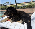Small #4 Bernedoodle