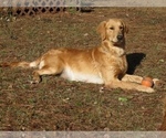 Small Photo #21 Golden Retriever Puppy For Sale in SANFORD, NC, USA