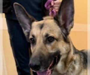 German Shepherd Dog Dogs for adoption in Cupertino, CA, USA