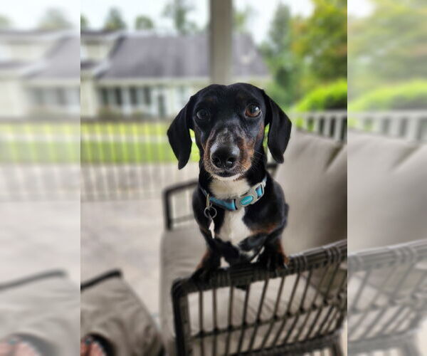 Medium Photo #1 Dachshund Puppy For Sale in Fruitland, SC, USA