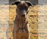 Small Photo #18 Great Dane-Unknown Mix Puppy For Sale in Bullard, TX, USA