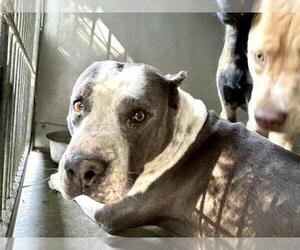 American Pit Bull Terrier Dogs for adoption in San Bernardino, CA, USA