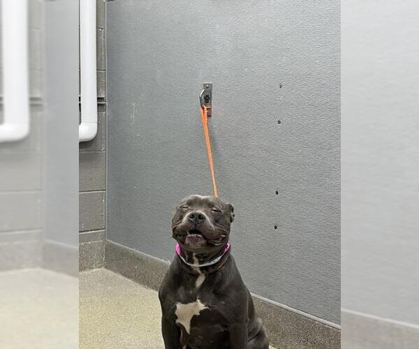 Medium Photo #1 American Pit Bull Terrier-Unknown Mix Puppy For Sale in Las Vegas, NV, USA