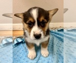 Small #4 Pembroke Welsh Corgi