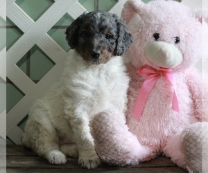 Poodle (Standard) Puppy for sale in FREDERICKSBURG, OH, USA