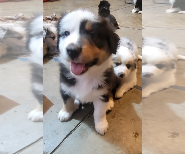 Medium Photo #4 Australian Shepherd Puppy For Sale in SALEM, OR, USA