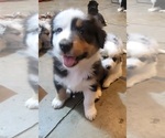 Small #3 Australian Shepherd