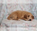 Small Photo #10 Goldendoodle Puppy For Sale in BLOOMINGTON, IN, USA