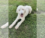 Small Photo #1 Poodle (Standard) Puppy For Sale in SHELL LAKE, WI, USA