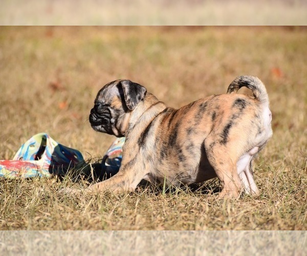 Medium Photo #4 Pug Puppy For Sale in PALM COAST, FL, USA