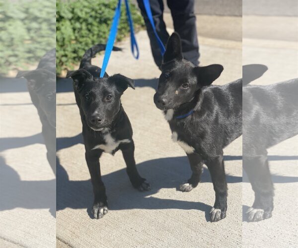 Medium Photo #2 Australian Kelpie-Labrador Retriever Mix Puppy For Sale in Newport Beach, CA, USA