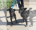 Small Photo #2 Labrador Retriever-Unknown Mix Puppy For Sale in Newport Beach, CA, USA