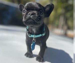 French Bulldog Puppy for sale in ATLANTA, GA, USA