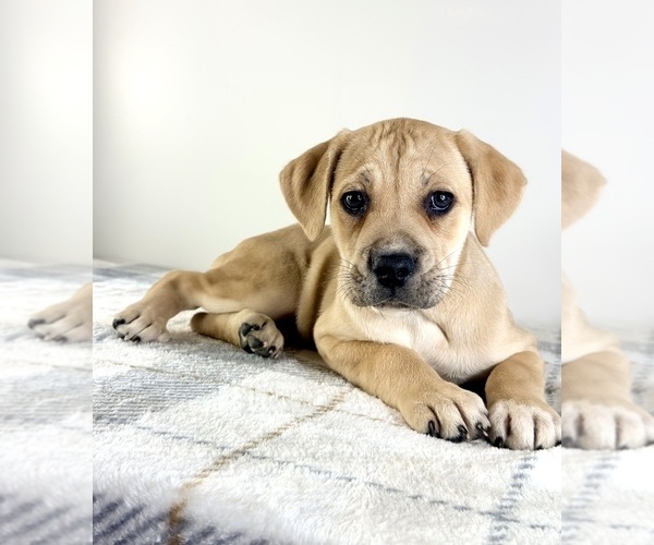 Medium Photo #5 Cane Corso Puppy For Sale in GREENFIELD, IN, USA