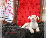 Small Photo #20 Mutt Puppy For Sale in Wakefield, RI, USA