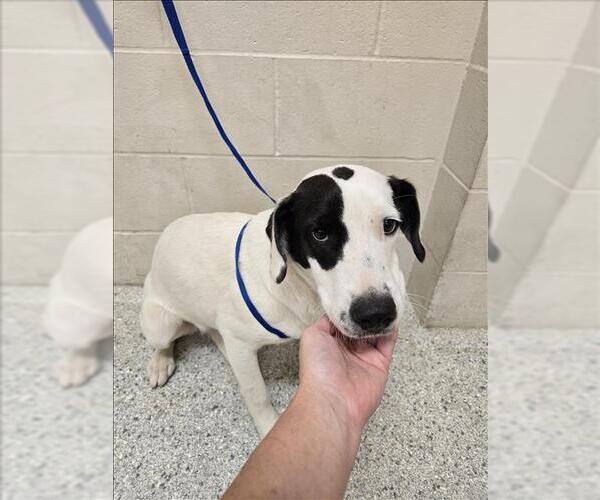 Medium Photo #1 Labrador Retriever-Unknown Mix Puppy For Sale in Conroe, TX, USA