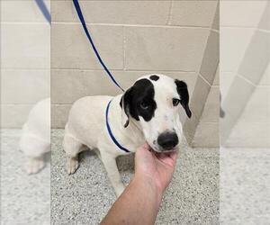 Labrador Retriever-Unknown Mix Dogs for adoption in Conroe, TX, USA
