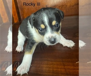 Rat Terrier Puppy for sale in WHITAKERS, NC, USA