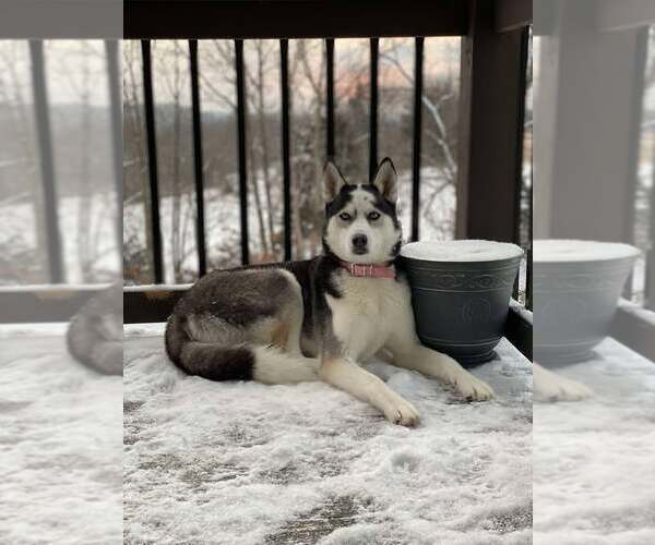 Medium Photo #2 Siberian Husky Puppy For Sale in Lee's Summit, MO, USA