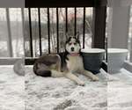 Small #1 Siberian Husky