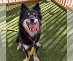 Small #1 Chow Chow Mix