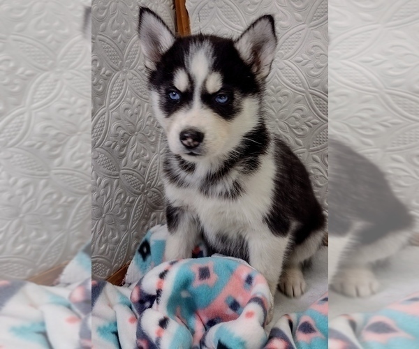 Medium Photo #1 Siberian Husky Puppy For Sale in MOUNT AYR, IA, USA