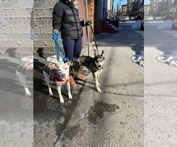 Medium Photo #4 Siberian Husky-Unknown Mix Puppy For Sale in Caldwell, NJ, USA