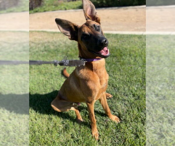 Medium Photo #7 Mutt Puppy For Sale in Dana Point, CA, USA