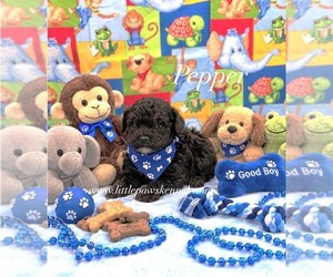 Poodle (Toy) Puppy for Sale in WINNSBORO, Louisiana USA
