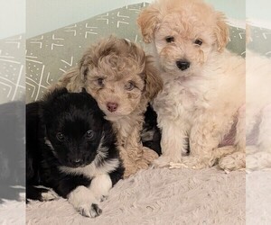 Aussie-Poo Litter for sale in CICERO, NY, USA