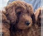 Small #12 Goldendoodle (Miniature)